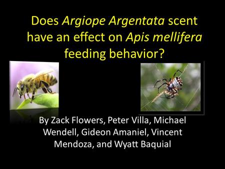 Does Argiope Argentata scent have an effect on Apis mellifera feeding behavior? By Zack Flowers, Peter Villa, Michael Wendell, Gideon Amaniel, Vincent.