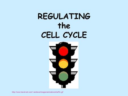 REGULATING the CELL CYCLE