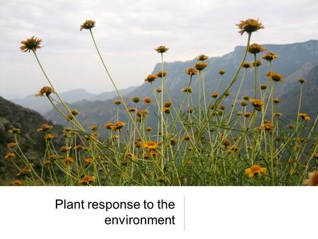 Plant response to the environment. Plants food source medicines biofuels www.naai.moldova.md.