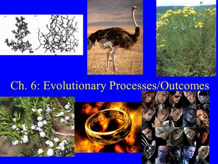 Ch. 6: Evolutionary Processes/Outcomes. Plants and Environment 1) Liebig (1840) –Law of the Minimum: Growth/distribution depends on environmental factor.