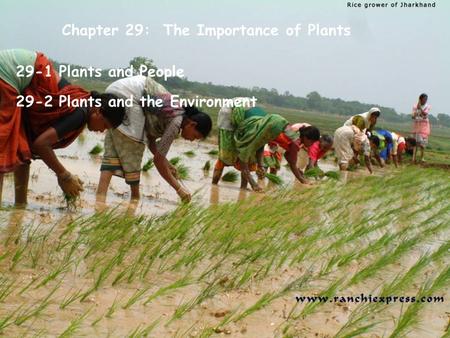 Chapter 29: The Importance of Plants