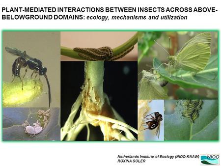 Netherlands Institute of Ecology (NIOO-KNAW) ROXINA SOLER PLANT-MEDIATED INTERACTIONS BETWEEN INSECTS ACROSS ABOVE- BELOWGROUND DOMAINS: ecology, mechanisms.