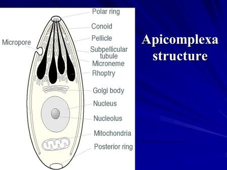 Apicomplexa structure