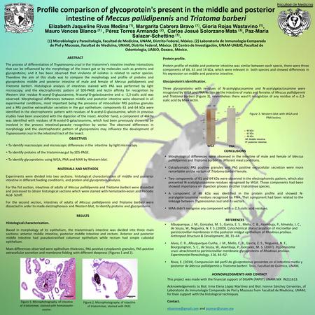 The process of differentiation of Trypanosoma cruzi in the triatomine’s intestine involves interactions that can be influenced by the morphology of the.