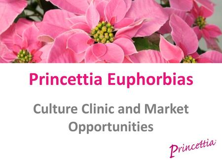 Princettia Euphorbias Culture Clinic and Market Opportunities.