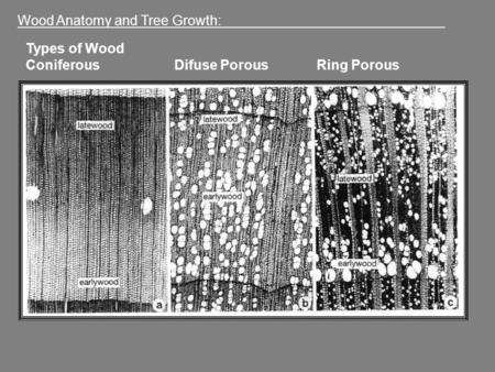 Wood Anatomy and Tree Growth: ________