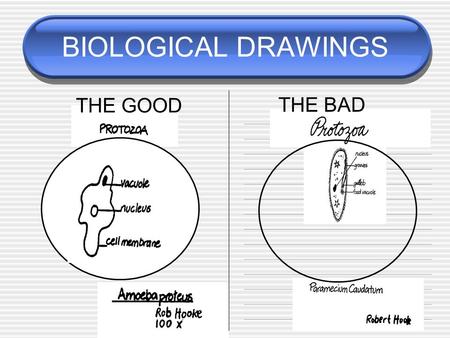 BIOLOGICAL DRAWINGS THE GOOD THE BAD.