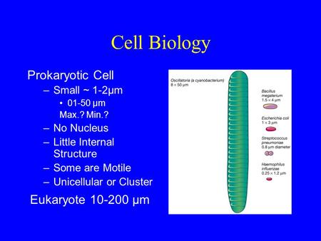 Cell Biology Prokaryotic Cell –Small ~ 1-2µm 01-50 µm Max.? Min.? –No Nucleus –Little Internal Structure –Some are Motile –Unicellular or Cluster Eukaryote.