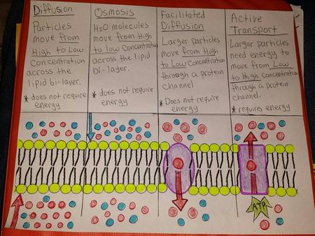 1. Which characteristic is shared by all prokaryotes and eukaryotes?