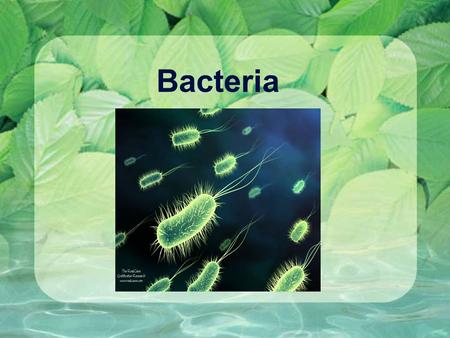 Bacteria. Hand Washing  1800’s: 25% of women died after childbirth  Why?  Streptococcus pyogenes bacteria  But most women were perfectly healthy before.