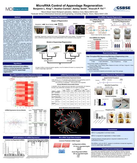 MicroRNA Control of Appendage Regeneration Benjamin L. King 1,2, Heather Carlisle 1, Ashley Smith 1, Viravuth P. Yin 1,2 1 Mount Desert Island Biological.