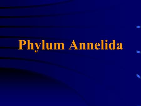 Phylum Annelida.