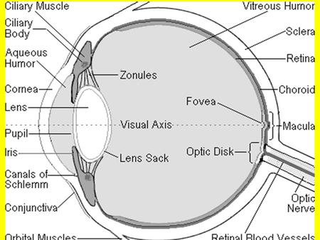 HEARING AND BALANCE 1. The EAR is really TWO Sense Organs in ONE.  It not only detects Sound Waves, it also senses the Position of the HEAD,