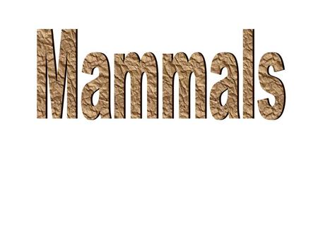 Mammals.