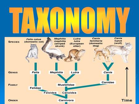 Discipline of classifying organisms and assigning each organism a universally accepted name.