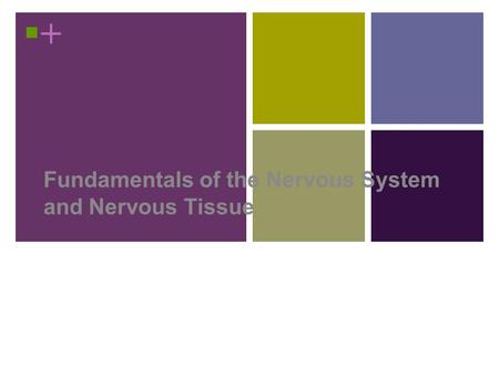 Fundamentals of the Nervous System and Nervous Tissue