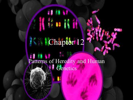 Patterns of Heredity and Human Genetics