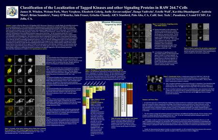 Class 1 The most abundant class of fusion protein expression patterns is that which demonstrates staining of the cytosol and nucleus with enriched staining.