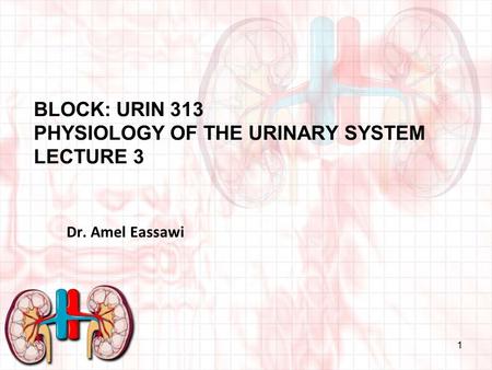 BLOCK: URIN 313 PHYSIOLOGY OF THE URINARY SYSTEM LECTURE 3 1 Dr. Amel Eassawi.