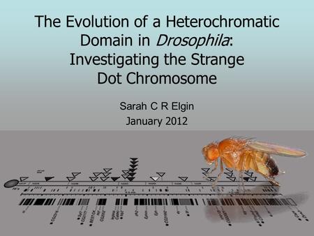 The Evolution of a Heterochromatic Domain in Drosophila: