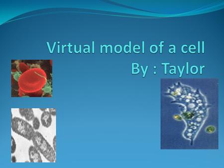 Virtual model of a cell By : Taylor