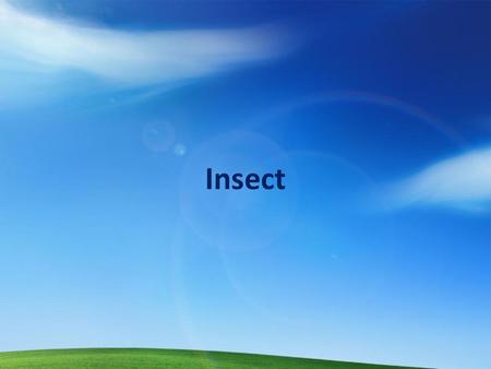 Insect.