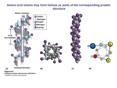 Amino acid chains may form helices as parts of the corresponding protein structure.