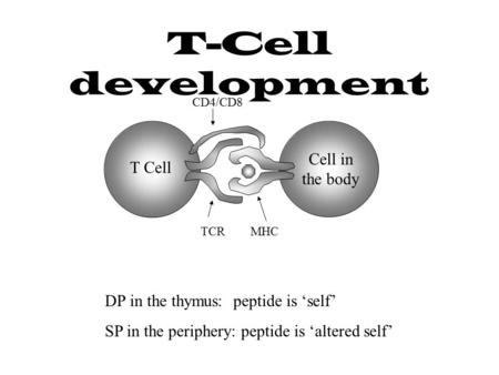 T-Cell development T Cell Cell in the body TCRMHC CD4/CD8 DP in the thymus: peptide is ‘self’ SP in the periphery: peptide is ‘altered self’