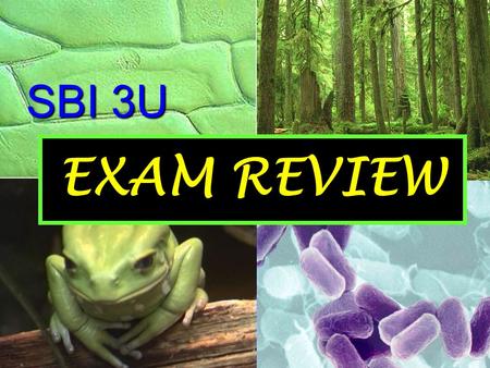 SBI 3U EXAM REVIEW. Board Exam Review Jeopardy “Dar- winning” Evolution “Plant One on Me!” “The Ins and Outs” “Diversify Me” “Hey…Nice Genes!” 100 200.