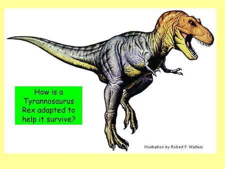 How is a Tyrannosaurus Rex adapted to help it survive?