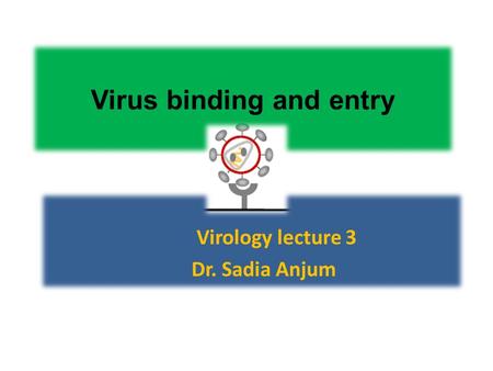 Virus binding and entry Virology lecture 3 Dr. Sadia Anjum.