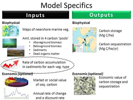 Model Specifics Maps of nearshore marine veg. Amt. stored in 4 carbon ‘pools’ Aboveground biomass Belowground biomass Sediments Dead organic matter Rate.