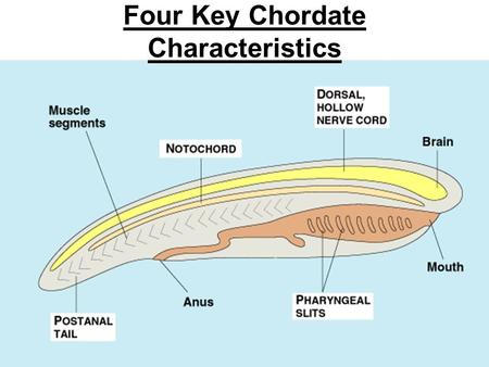 Four Key Chordate Characteristics. Invertebrate Chordates Cephalochordata -Lancelets/Amphioxus Urochordata –Tunicates/Sea Squirts Vertebrates may have.