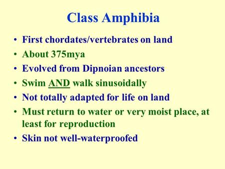 Class Amphibia First chordates/vertebrates on land About 375mya Evolved from Dipnoian ancestors Swim AND walk sinusoidally Not totally adapted for life.