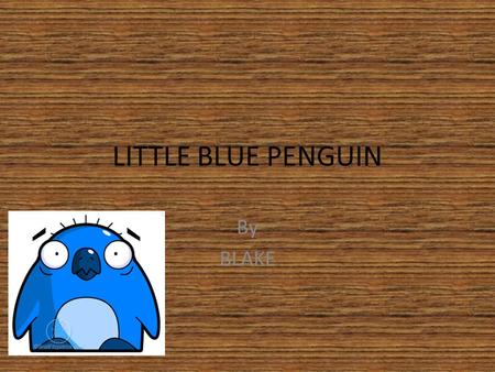 LITTLE BLUE PENGUIN By BLAKE. INTRO The little blue penguins are boys and girls. There job in life is looking after their babies.