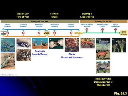 Fig. 24.3 Time of Day Time of Year Courtship Sounds/Songs Flowers Snails Plants Broadcast Spawners Bullfrog x Leopard Frog Horse (2n=64) x Donkey (2n=62)