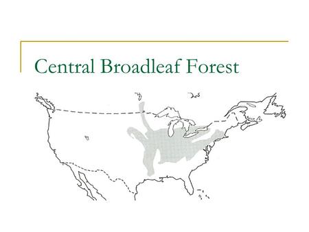 Central Broadleaf Forest. American Elm (Ulmus americana) Characteristics  Height: 60’-100’  Diameter: 4’ or larger  Leaves: two rows, 3-6” long, 1-3”