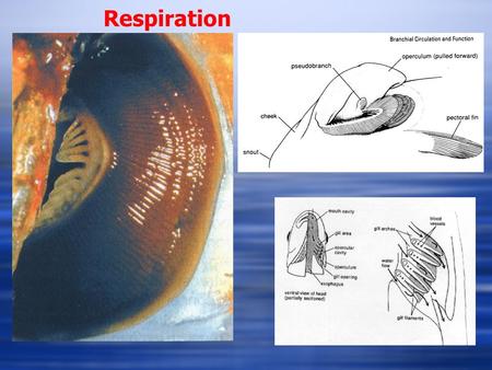 Respiration.