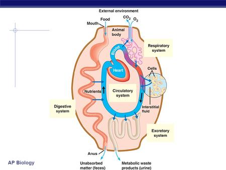 AP Biology Why do we need a respiratory system? O2O2 food ATP CO 2  Need O 2 in  for aerobic cellular respiration  make ATP  Need CO 2 out  waste.