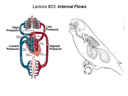 Lecture #23: Internal Flows. 1 cell cellular sheet cellular bilayer bilayered canister ecto- derm endo- derm one way gut mouth anus cephalization mesoderm.