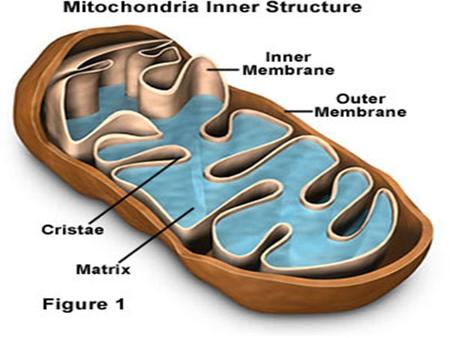 Cellular Respiration Definition: The reaction between oxygen and nutrients that the cell uses to extract the energy it needs. Location: Inside the.