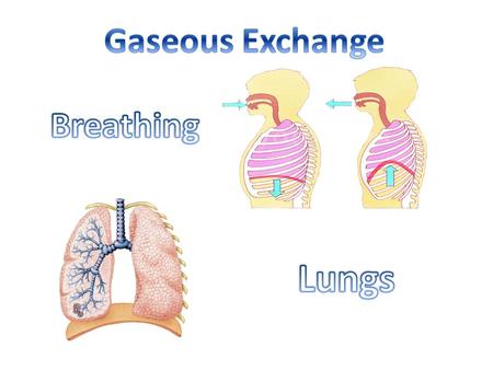 Learning objectives: 1.Must say what the job of the lungs is and name the main parts 2.Should describe the special features the lungs have to do their.