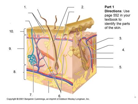 1. Part 1 Directions: Use page 552 in your textbook to identify the parts of the skin. 2. 5. 4. 3. 7. 6. 8. 9. 10.