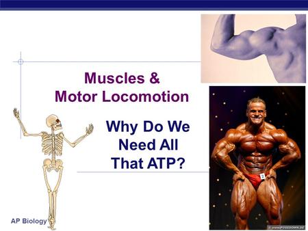 AP Biology 2006-2007 Muscles & Motor Locomotion Why Do We Need All That ATP?