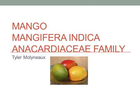 Mango Mangifera indica Anacardiaceae Family