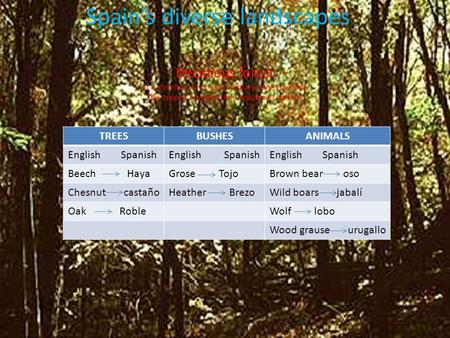 Spain’s diverse landscapes TREESBUSHESANIMALS English Spanish Beech HayaGrose TojoBrown bear oso Chesnut castañoHeather BrezoWild boars jabalí Oak RobleWolf.