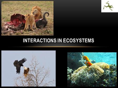 Interactions in Ecosystems