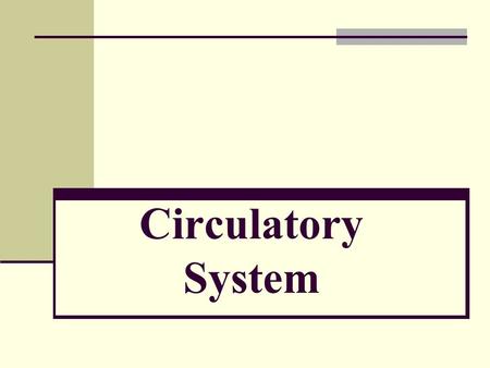 Circulatory System Vocabulary Alveoli – Air sacs that make up the lungs Atrium – top chamber of the heart Blood Vessel – a tube that transports blood.