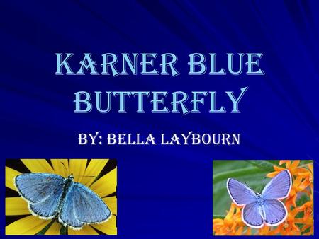 Karner Blue Butterfly By: Bella Laybourn What is a Butterfly? Diurnal (Active in Daytime) Clubbed antennae Slender body Large, broad, often conspicuously.