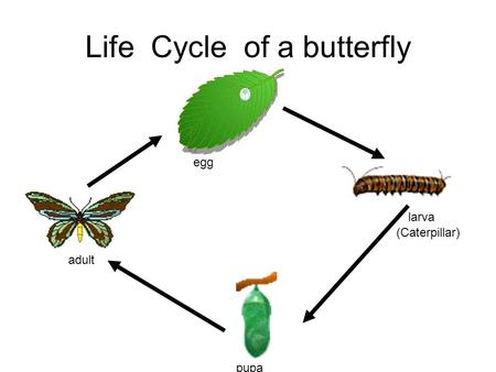 Life Cycle of a butterfly egg larva (Caterpillar) pupa adult.